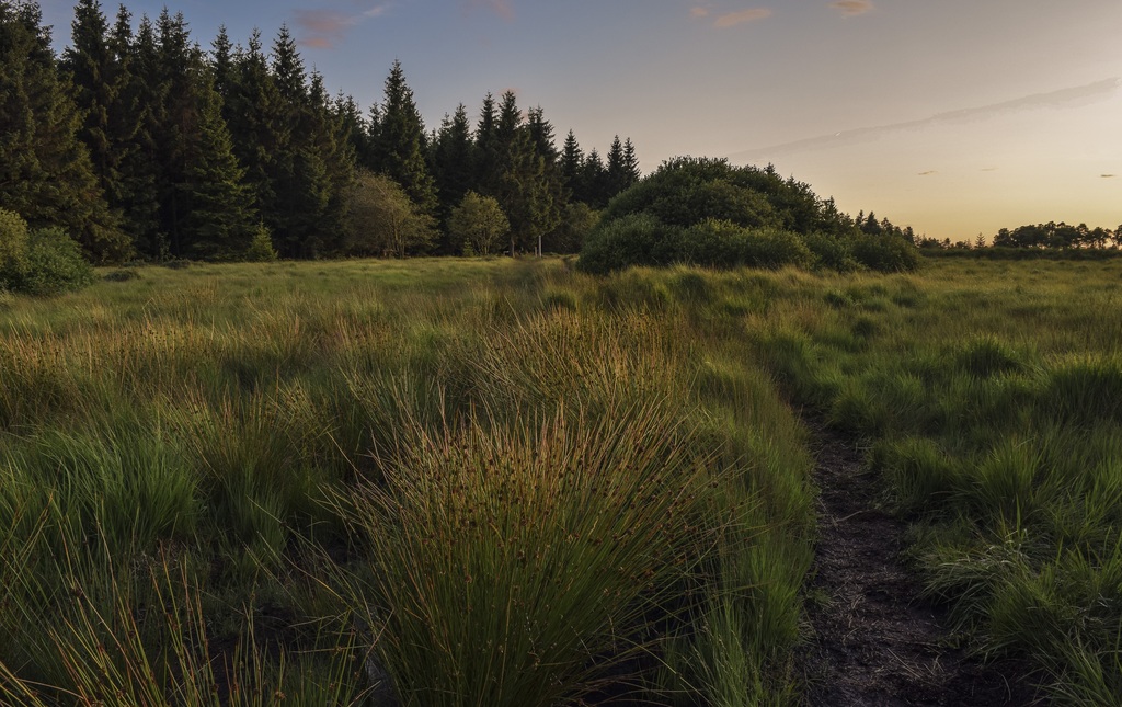 Sommerferienfreizeit – Erlebniswanderung Rottenbacher Moor